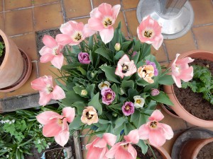 Tulpentopf in Pink, lila und weiß - Denkt an euren Tulpentopf