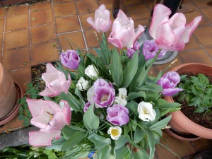 Langstielige Tulpen im Tulpentopf - Denkt an euren Tulpentopf