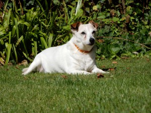 Ferkel beim Sonnenbad - Abschied von Tiffi und Lucy