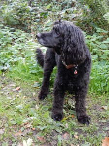 Kleine Dame Chatta - Wiesenspiel