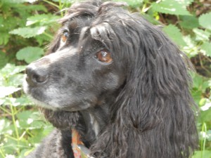 Chatta, die Kluge und Schöne - Wiesenspiel