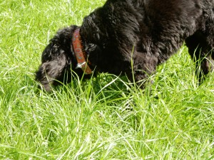 Chatta sucht und findet ihre Leckerchen - Wiesenspiel