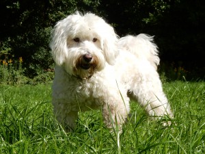 Henry, der Tibetterier - Wiesenspiel