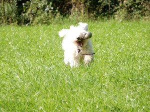 Henry mit Ball - Wiesenspiel