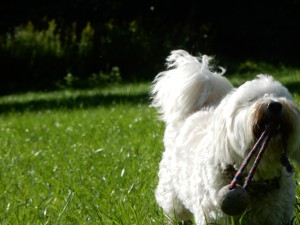 Henry will den neuen Ballwurf - Wiesenspiel
