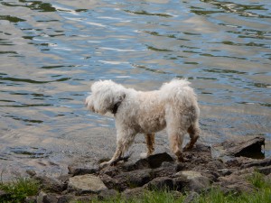 Henry der Kanalschwimmer - Wiesenspiel