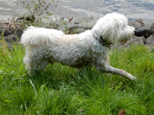 Henry, die Wasserratte - Wiesenspiel