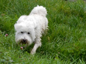 Windzerzauster Henry - Wiesenspiel