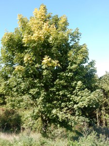 Bäume - Haldenhopping