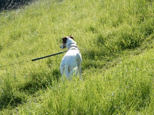 Feli in der Haldenwiese - Haldenhopping