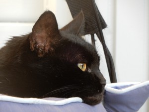 Katze Graci, die Edle - Katzensitting