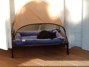 Graci im Sommerschloss - Katzensitting