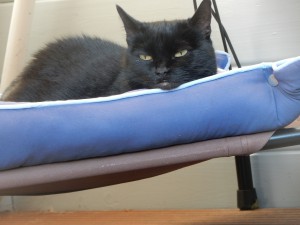 Graci beobachtet - Katzensitting