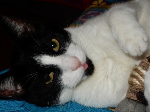 Kater Willi der Schmusende mit seiner Katzenzunge - Katzensitting