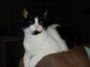 Willi, der Prächtige - Katzensitting