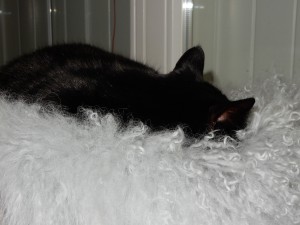 Graci hört mit einem Ohr zu -Katzensitting