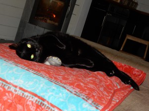 Katze Graci, die kleine, fluffige Robbe - Katzensitting