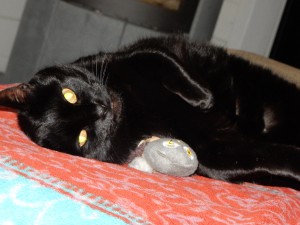 Katze Graci, die Spielende - Katzensitting