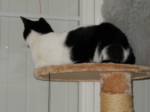 Willi schmollt vor geschlossenen Laden - Katzensitting