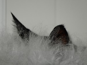 Gracis Öhren - Katzensitting