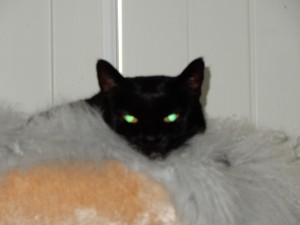 Katze Graci beobachtet mich - Katzensitting