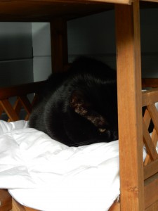 Katze Graci eingekuschelt auf ihrer Bergalm - Katzensitting