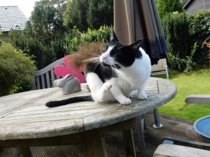 Kater Willi kratzt mal - Katzensitting