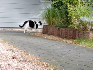 Kater Willi on Tour - Katzensitting