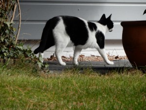 Kater Willi hat ein Ziel vor Augen - Katzensitting