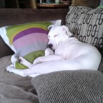 Zina, der Couchpotatoe - Zinas dritter Geburtstag