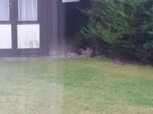 Buddelnde Kaninchen in Felis und Zinas Garten - Kaninchenalarm