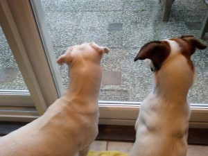 Zina und Feli bei der Kaninchenbeobachtung - Kaninchenalarm