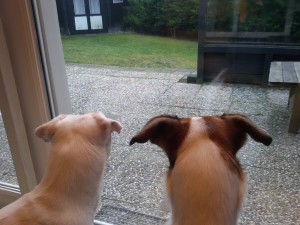 Aufmerksame Zina und Feli sehen Kaninchen - Kaninchenalarm