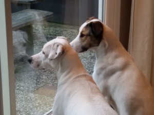 Feli und Zina beobachten zwei Kaninchen - Kaninchenalarm