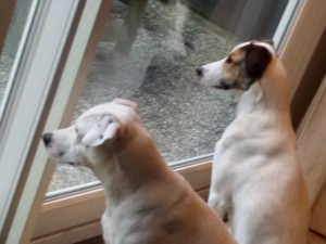 Feli und Zina beobachten getrennt zwei Kaninchen - Kaninchenalarm