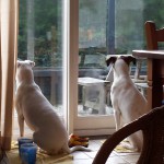 Kaninchensuche von Zina und Feli - Kaninchenalarm