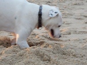 Buddeln an Texels Strand - Zina, die Buddelprinzessin