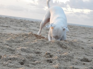 Strandschnüffler Zina - Zina, die Buddelprinzessin