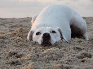 Knutschkugel Zina in ihrem Buddelloch - Zina, die Buddelprinzessin