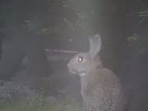 Kaninchen in Zinas und Felis Garten - Kaninchenalarm