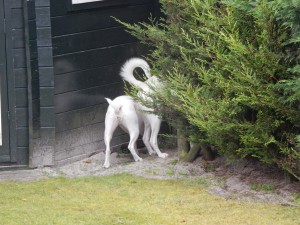 Kaninchenlochkontrolle von Zina und Feli - Kaninchenalarm