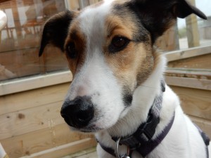 Feli an Kaap Noord - Saisonende auf Texel