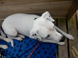 Zina an Kaap Noord - Saisonende auf Texel