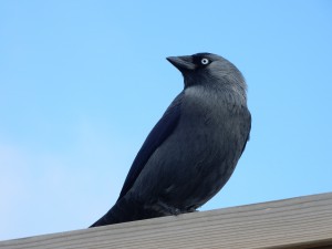 Dohle an Kaap Noord, - Saisonende auf Texel