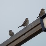 Spatzen an Kaap Noord - Saisonende auf Texel