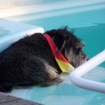 Piddy kühlt sich den Bauch - Penny