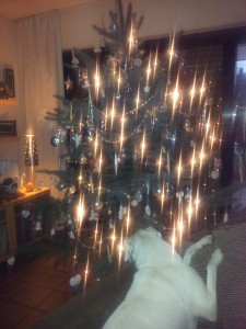 Zina vor dem Tannenbaum - Weihnachtszeit