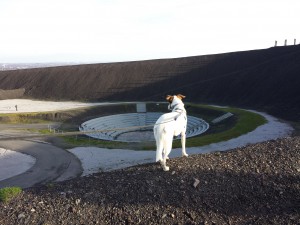 Feli schaut auf die BergArena, Halde Haniel