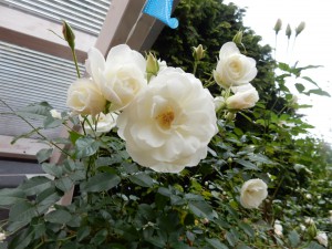 Weiße Rose im Dezember 2015 - Schietwetter