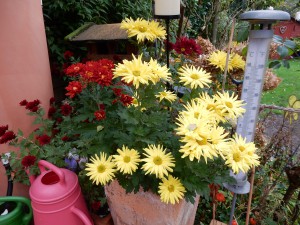 Herbstastern - Schietwetter